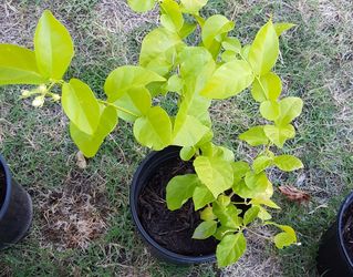 Jasmine plant blooming with fragrant flowers