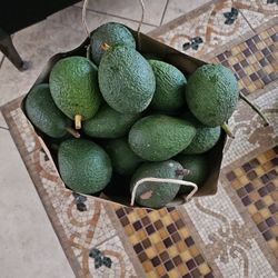 Avocado 🥑/Aguacates 🥑 