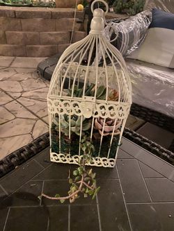 Succulent  White Birdcage  