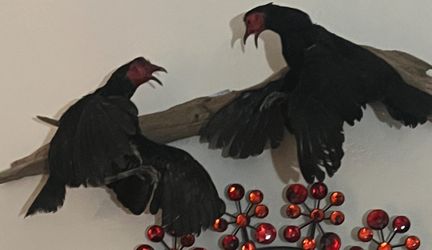 Taxerdermy Game Birds Fighting 