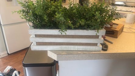 Decor plant