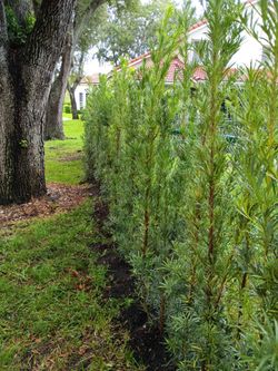 Podocarpus over 5 to 7 feet tall instant privacy hedge for fence minimum qty 50+