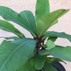 Euphorbia milii, the crown of thorns, Christ plant, Christ thorn, Corona De Cristo