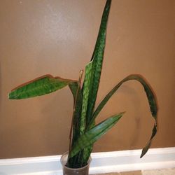 Sansevieria Snake Plant (tallest Leaf Nearly 33in Tall)