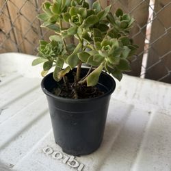 Aeonium ‘pinwheel’ 4 Inch Pot 