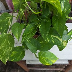 Golden Photos terracotta 8"