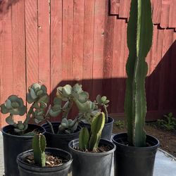 Cactus And Succulents