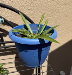 Spider plant $5