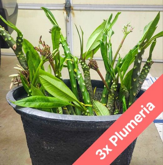 3x Plumeria Cuttings (6-12" in.) 🌺🌿