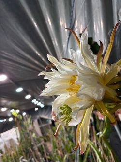 Harvested some spectacular rare dragon fruit cuttings