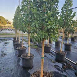 Green  bottom wood  staring  $90 and up