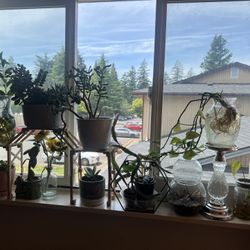 Plants For Sale  Ofer  Please 🙏 