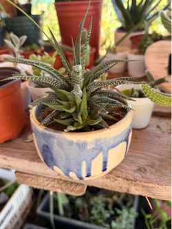 Aloe sabila