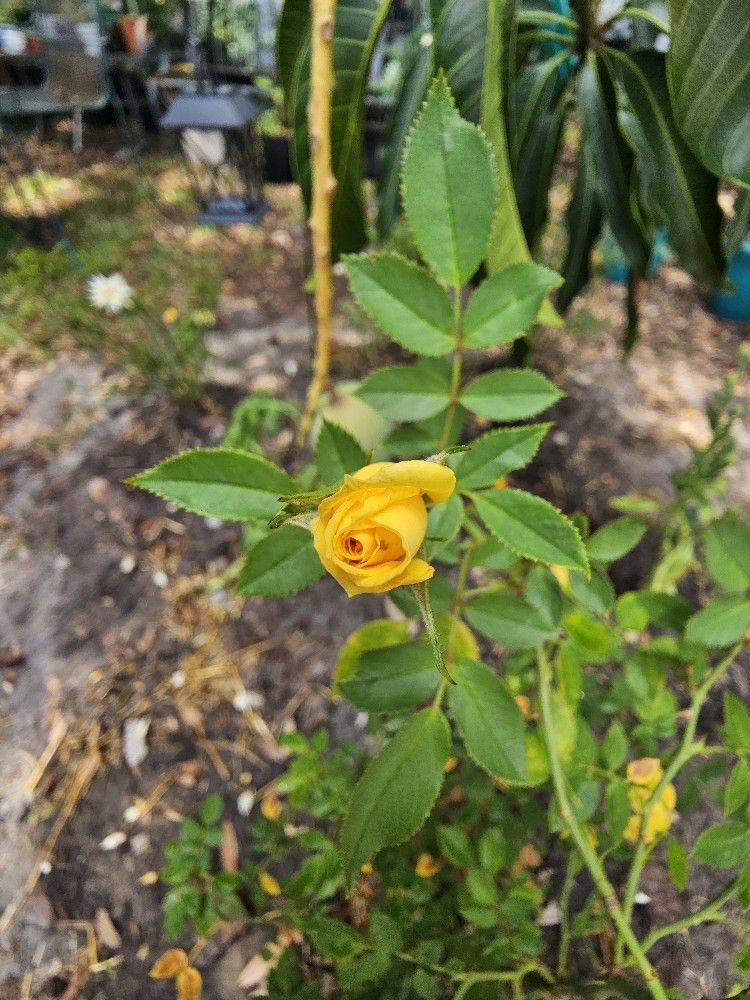 Mature Yellow Rose plant