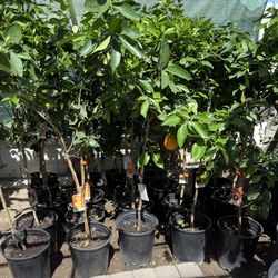Oranges 🍊 Trees Navel,Arizona Sweet,Cara Cara Red Navel 4F The Tall $55 Each Price Firm