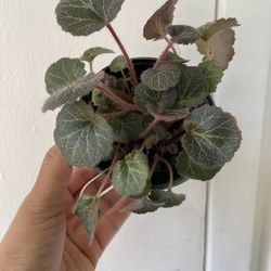 Strawberry Begonia “4 Inch Pot”