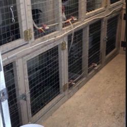 Cages For Kikirikis Bantams Aliquines Minis
