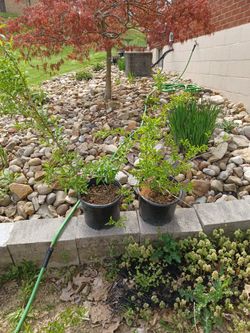 Forsythia Plants