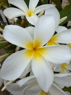 Plumeria Blanca