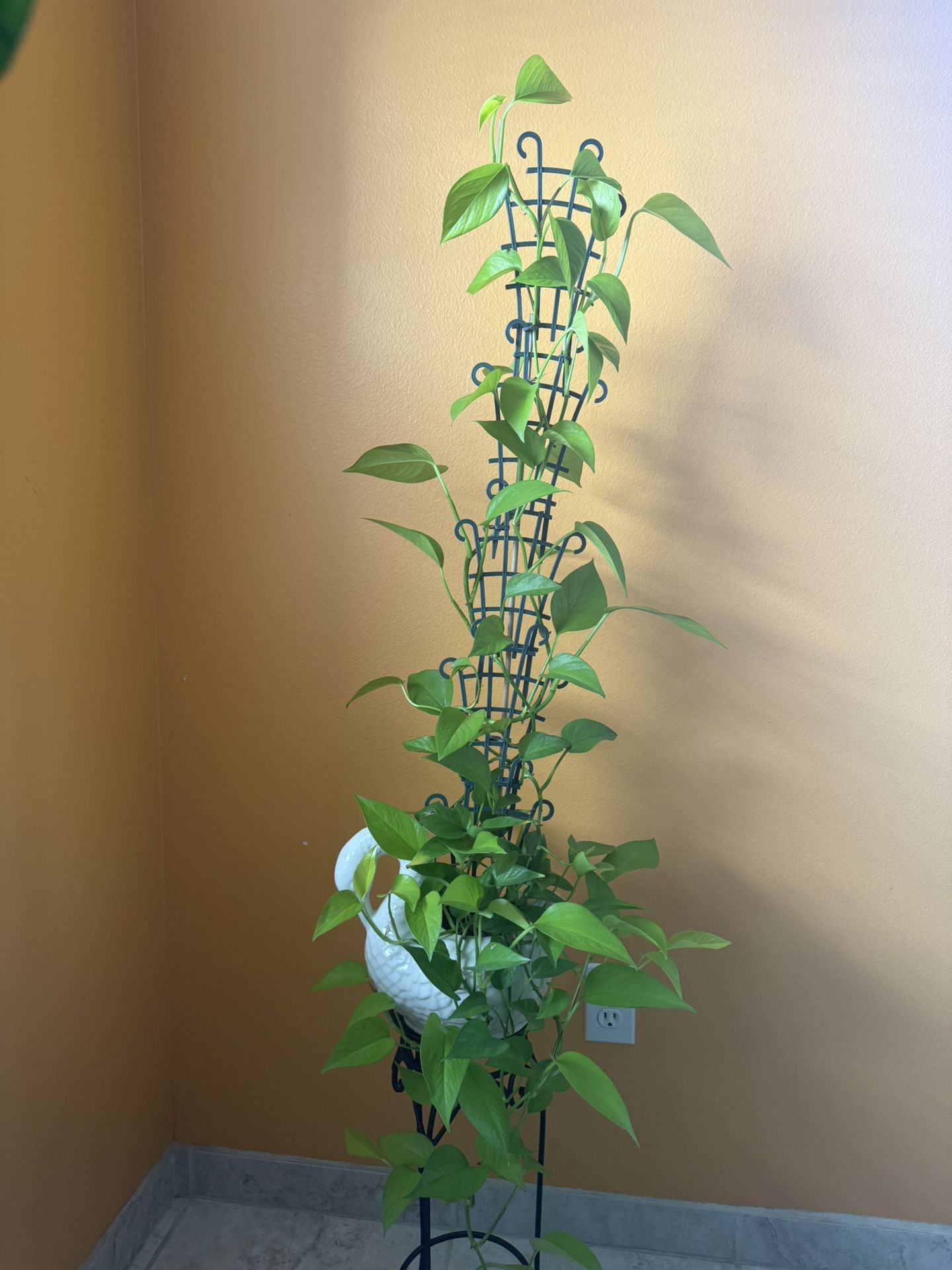Large Neón Philodendron Pothos House Plant in a Ceramic Planter Pot with Drainage
