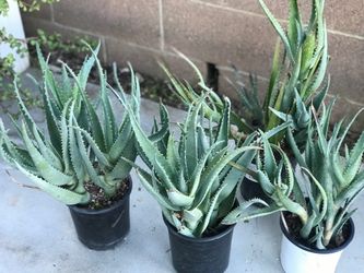 $5 Aloe vera plant