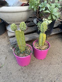 Cactus