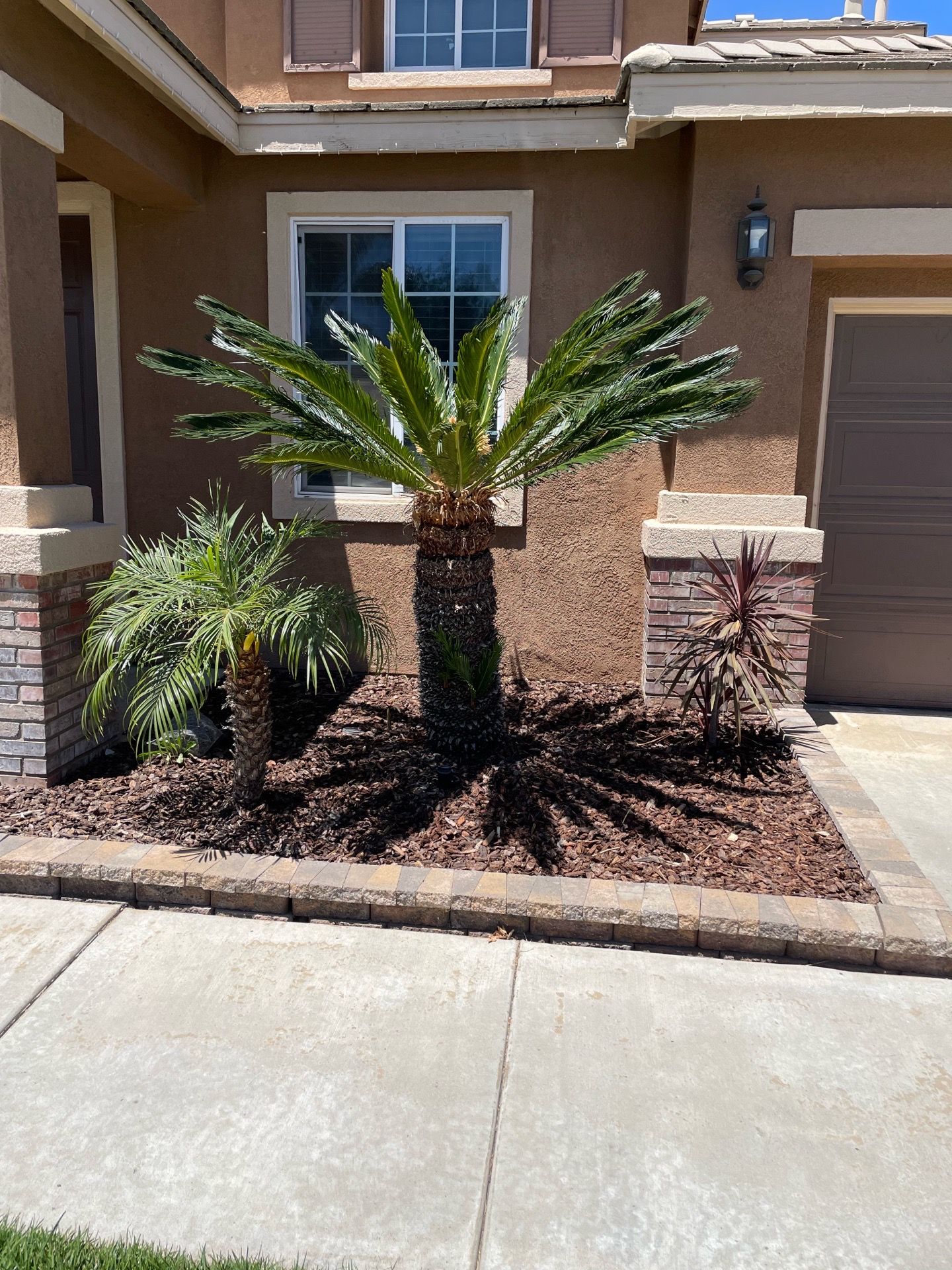 Sago Palm