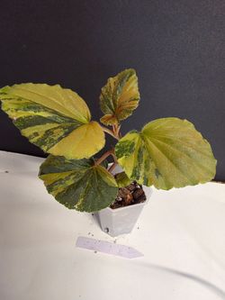 Begonia Cuculata