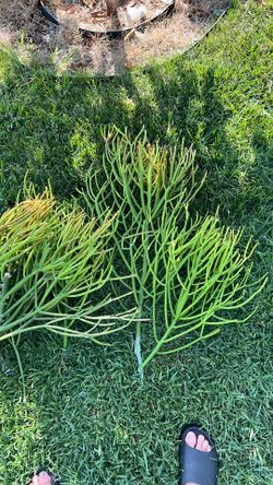 Fire sticks plant branch