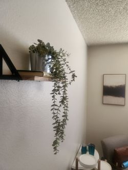 Hanging plant