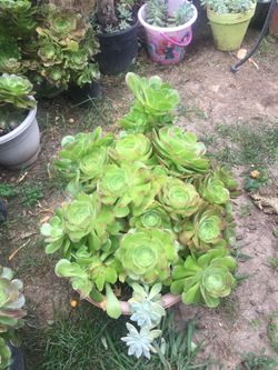 Aeoniums