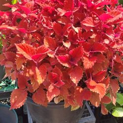 Large Copper Color Coleus Plant 