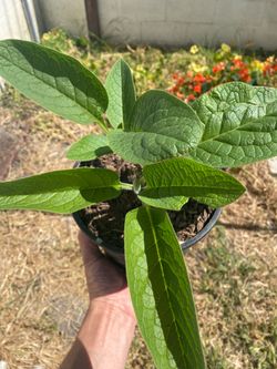 Comfrey Starter (Bocking 14)