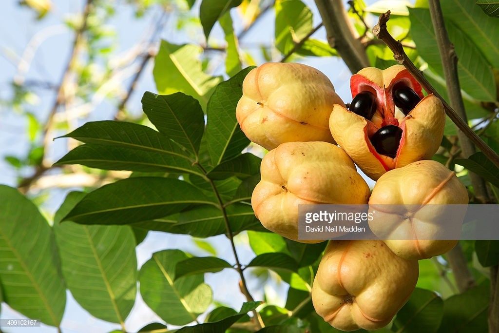 Ackee for sale this ackee came from Jamaica it's the big fat ones
