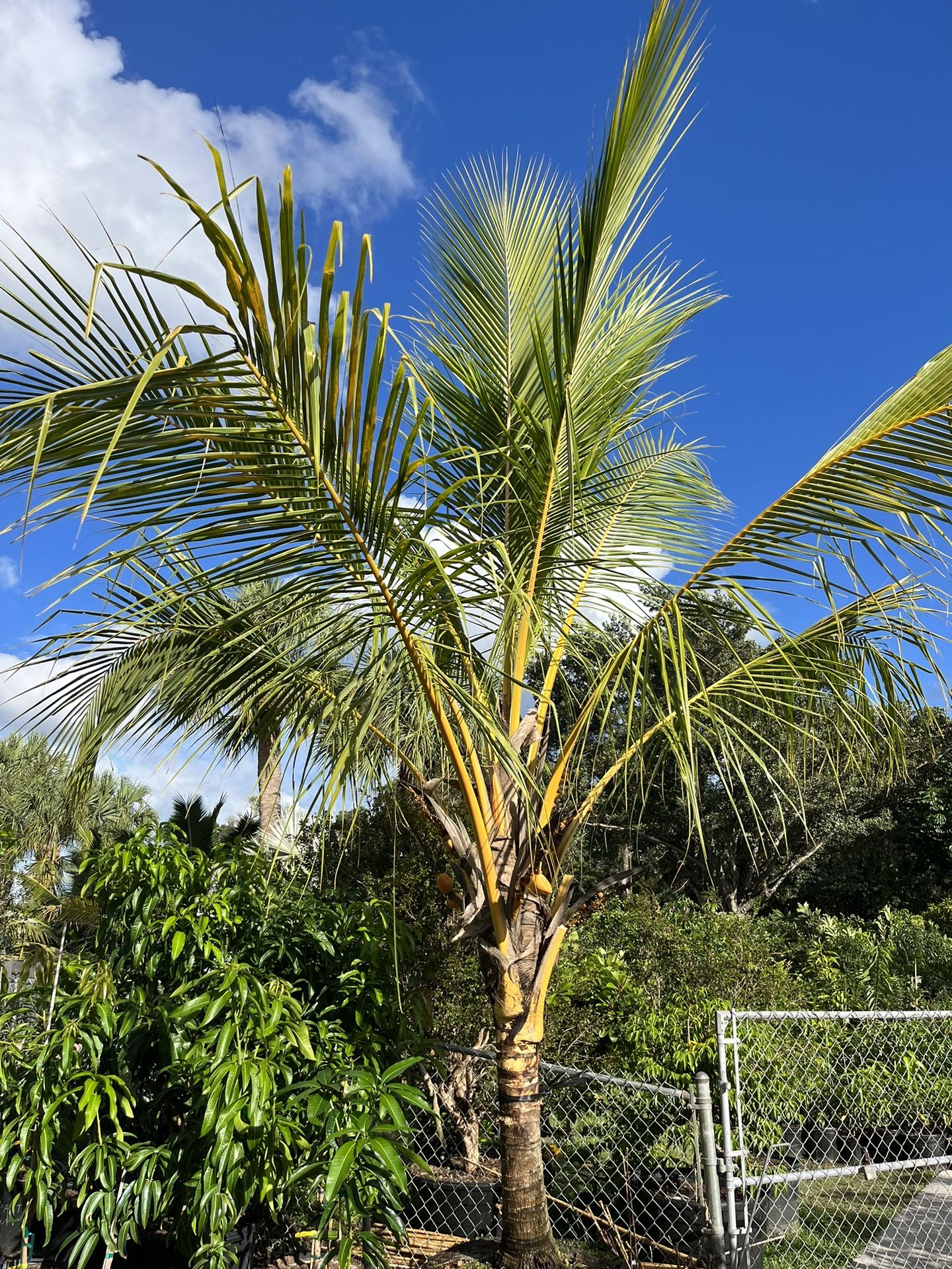 Red Spicata Coconut Palm for Sale in Miami, FL OfferUp