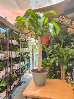Dracaena Cane Plant