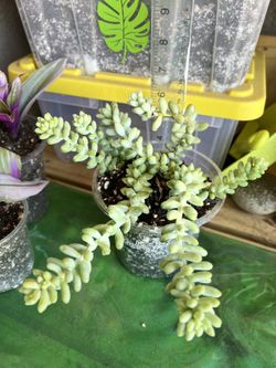 Burro’s Tail/Donkey ‘s Tail