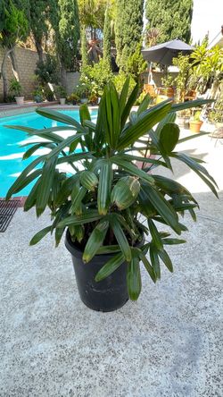 Lady Palm