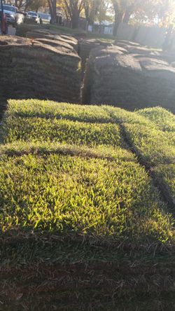 Grass Sod For Sale 