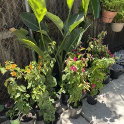 Most 2 to 3ft ****Flowering Bougainville (one gallon pot), 95820