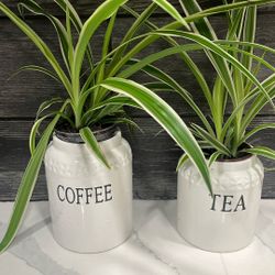 Plantas Naturales