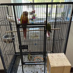 Pineapple Conure Cage