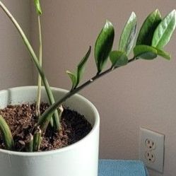 🌺 ZZ Plant In Ceramic Pot On Wrought Iron Stand🌺