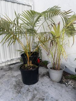 Areca Palms