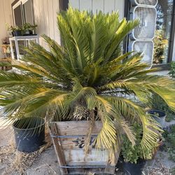 Sago Palm Tree In Wooden Crate