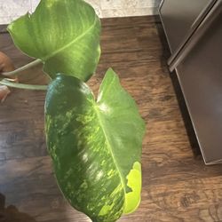 Variegated Burle Marx Plant Cutting ( Pls Read Description Below)