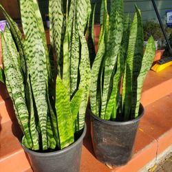 Snake Plants 