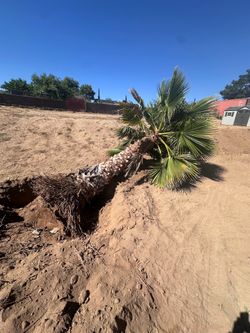 Palm tree