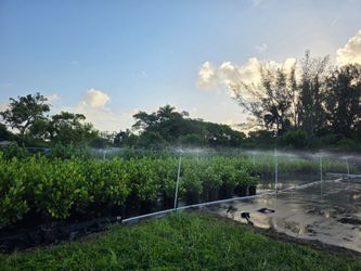Clusia Plants ( privacy hedge )