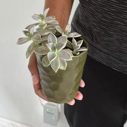 Small Real Succulent Plant 